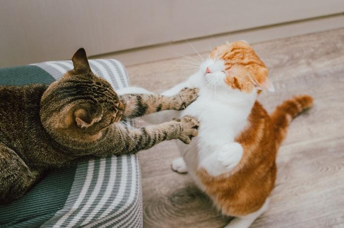 gatos lutando por território