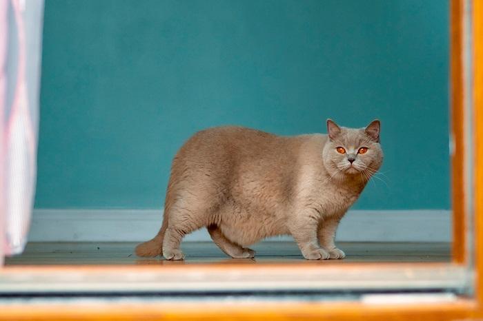 gato gordinho britânico de cabelo curto