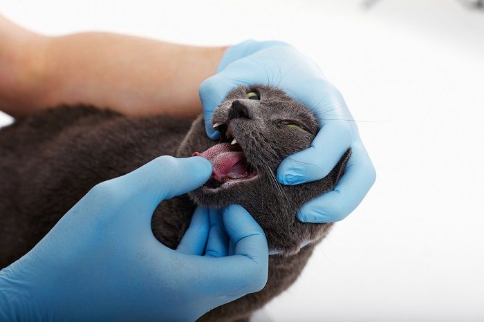 exame de um gato no veterinário