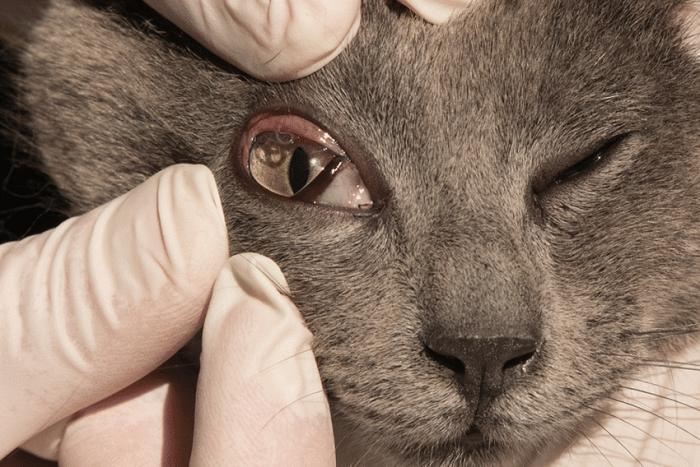 vermes oculares em gatos