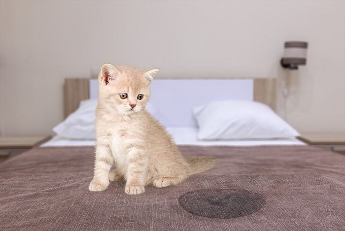 gato cinza sentado perto de molhado ou mijado