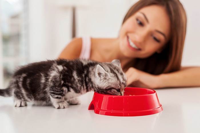 gatinho comendo comida da tigela