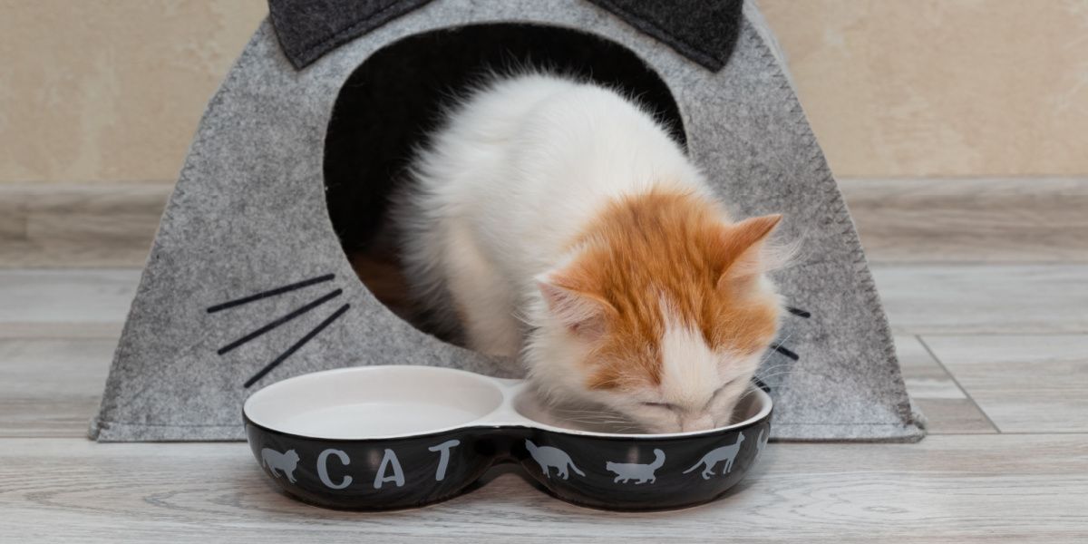 gatinho come comida de uma tigela