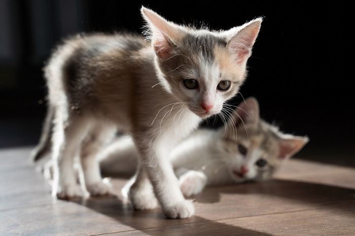 gatinhos no chão de madeira