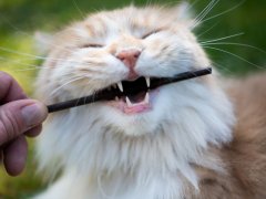 Maine Coon cat engaged in natural behavior, chewing on a stick.