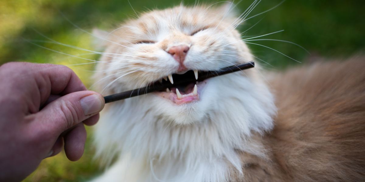 Gato Maine Coon engajado em comportamento natural, mastigando um pedaço de pau.