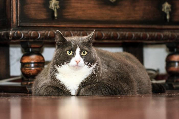 gato obeso deitado dentro de casa