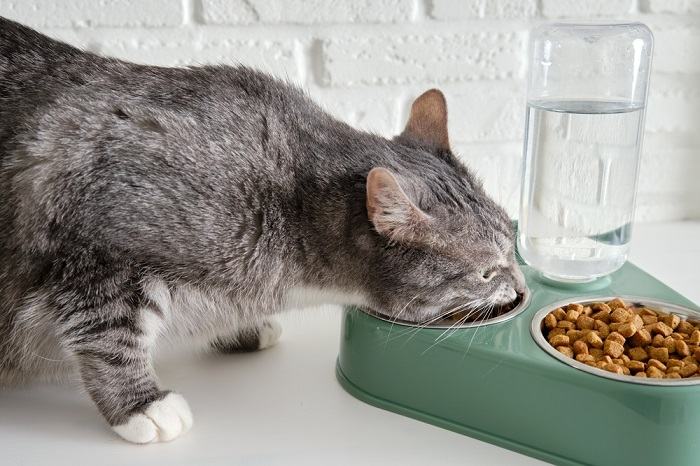 gato bebendo água