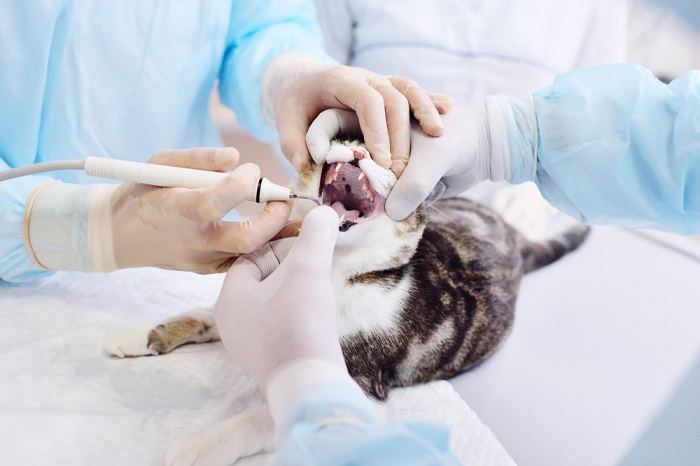 veterinário examina os dentes do gato