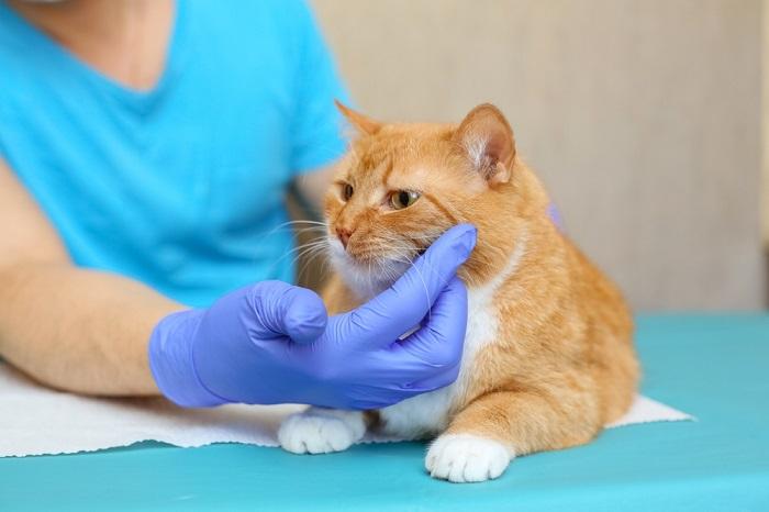 veterinário examinando gato doente