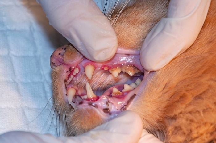 Veterinário examinando dentes de gato em uma clínica.