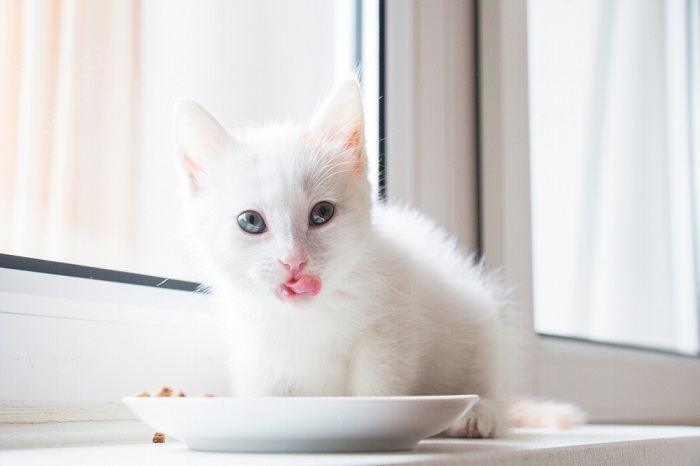 gatinho branco lambe depois de comer