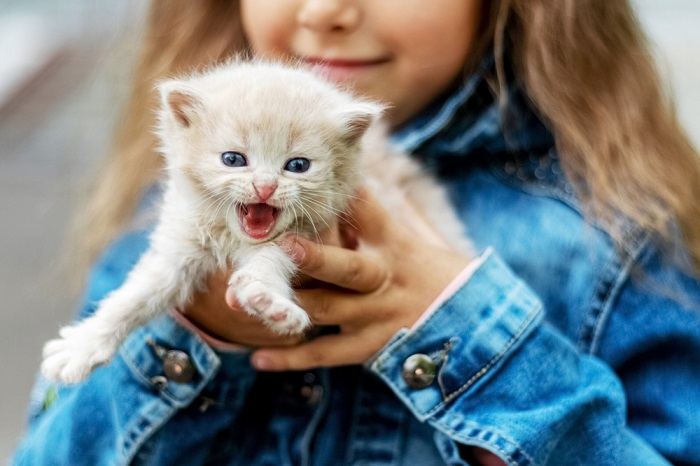 gatinho branco mia nos braços de uma menina