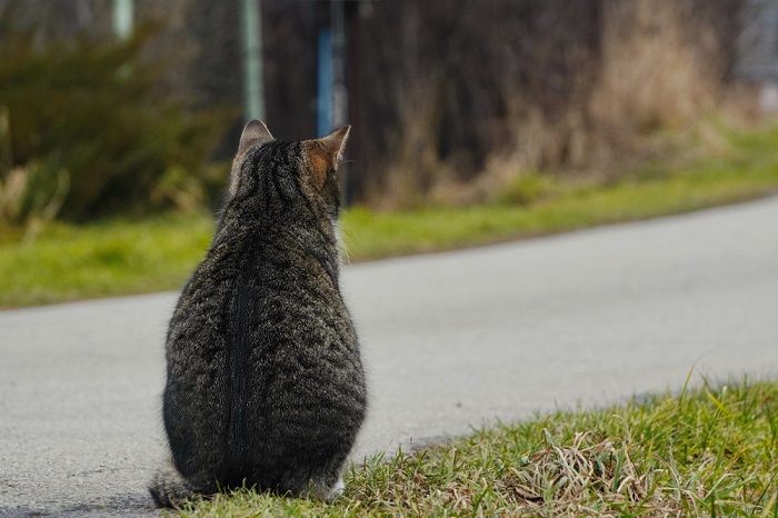 Um gato listrado cinza está sentado