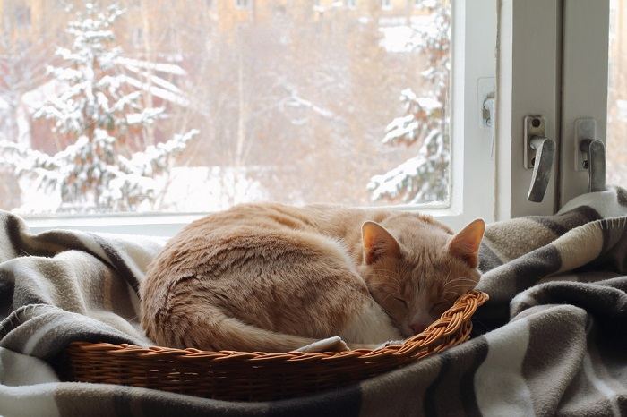 Um gato vermelho dorme em uma cesta perto da janela