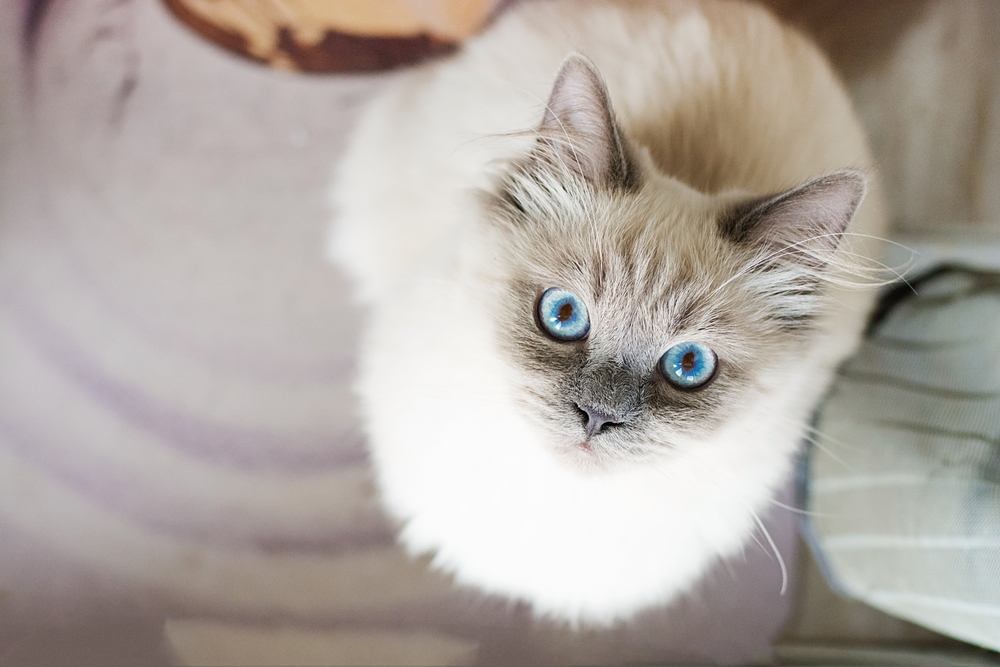 Um gato branco agachado com olhos arregalados surpreso