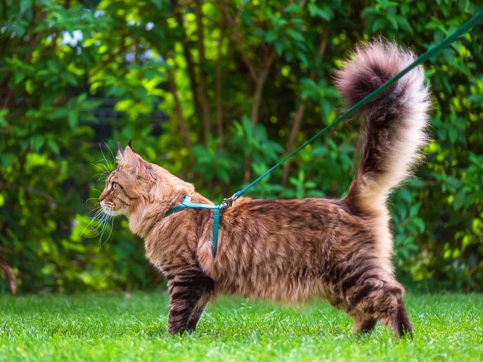 Gato Maine Coon malhado preto com trela