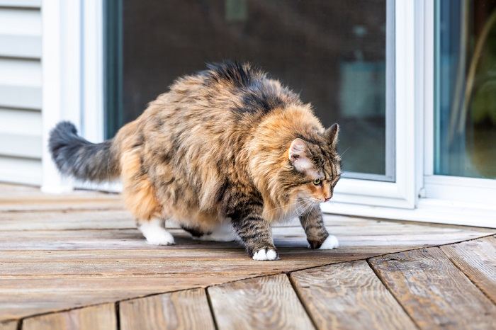 Gato parecendo rígido e gordo em um deck