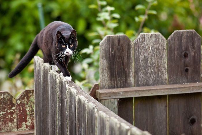 Gato está andando em cima do muro