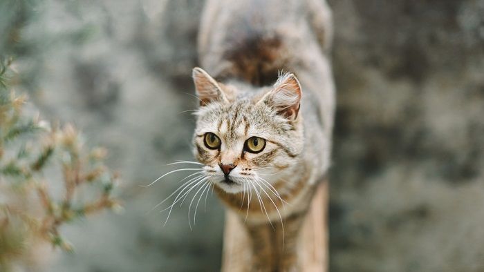 Retrato de gato