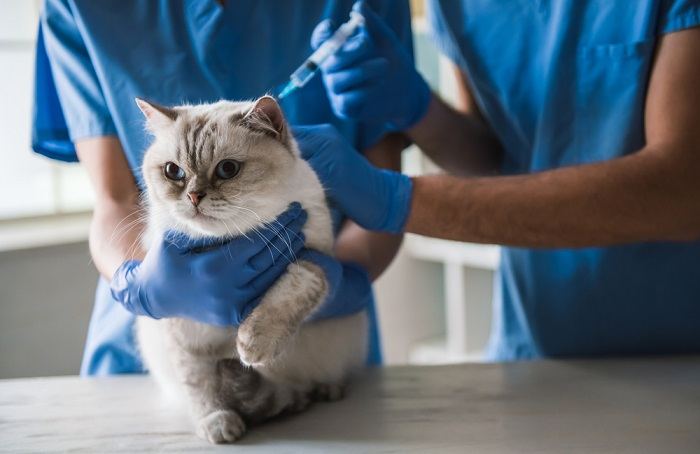 Gato fofo de olhos azuis está deitado sobre a mesa enquanto os veterinários estão aplicando uma injeção