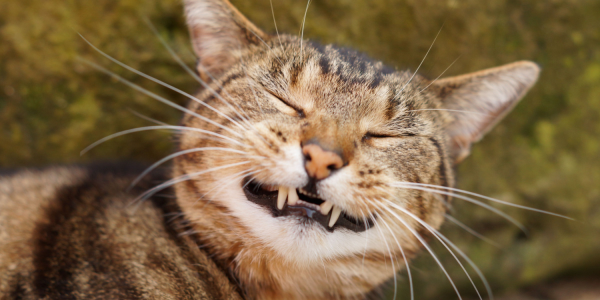 Gato malhado sorridente e feliz