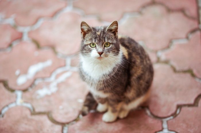 Lindo gatinho tricolor descansando na calçada de azulejos vermelhos