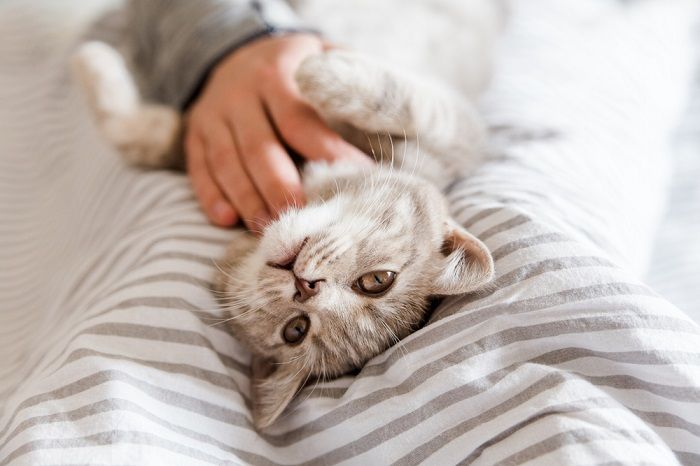 Gatinho brincalhão e feliz