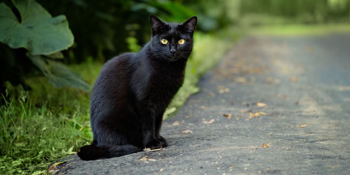 lindo gato preto sentado na estrada