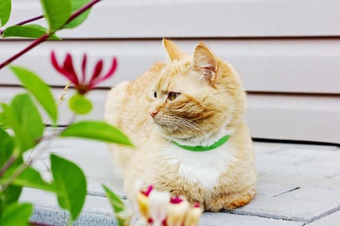 lindo gato sentado na estrada