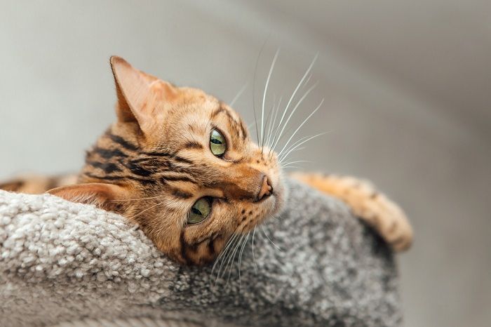 gato de bengala deitado na prateleira de um gato macio