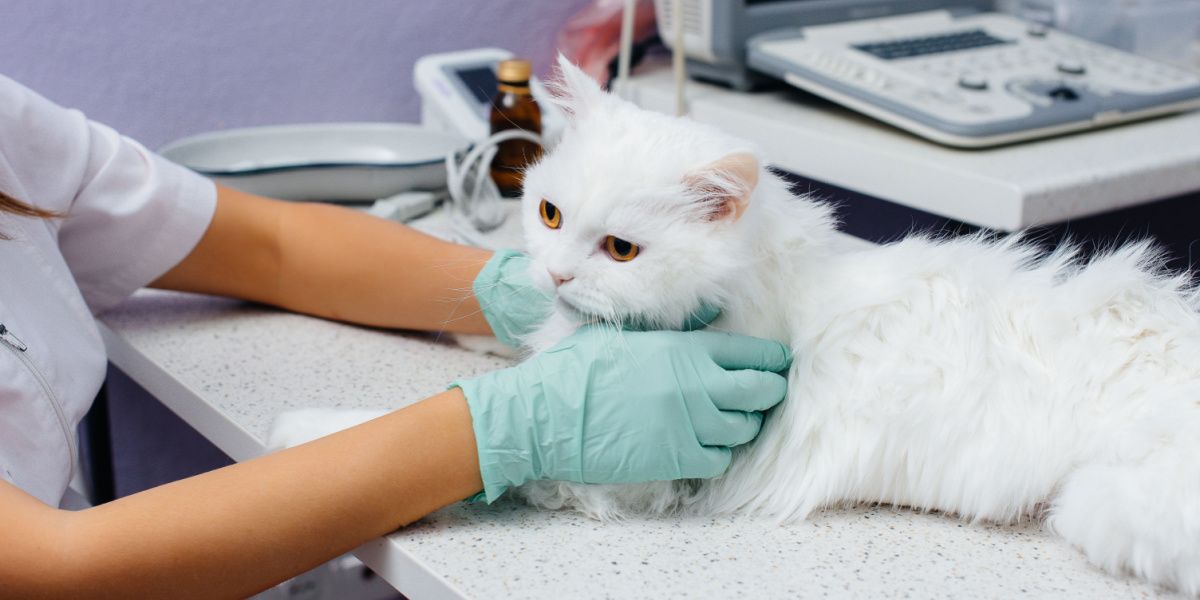 Um gato sendo examinado, possivelmente durante um exame veterinário ou avaliação médica.