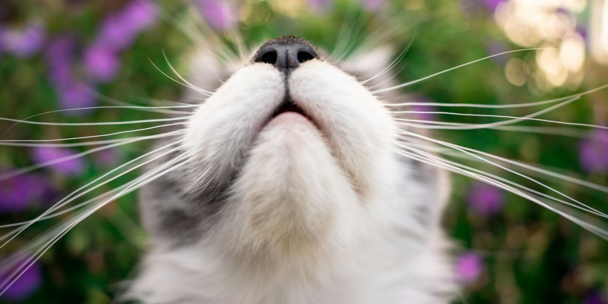 boca e nariz de um jovem gato maine coon