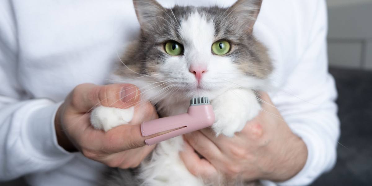 escova de dentes para gato