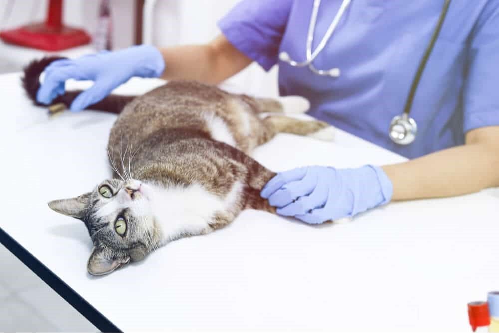 veterinário verificando gato