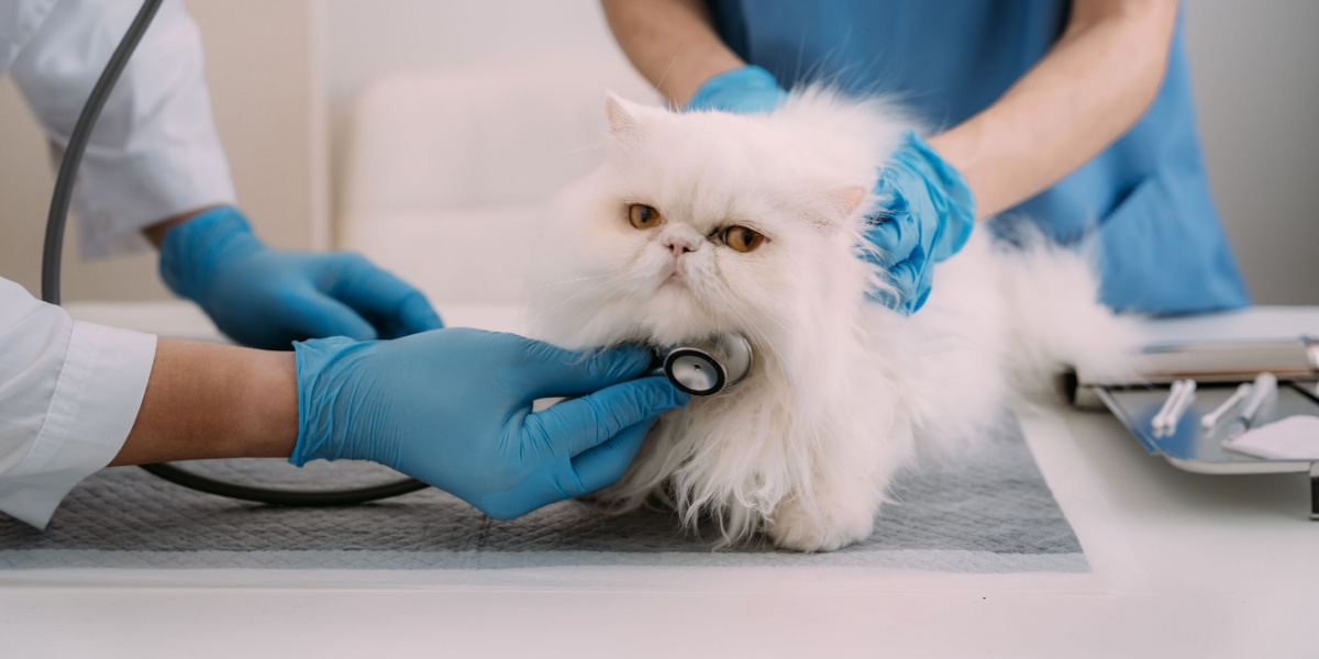 médico veterinário usando estetoscópio para gatinho