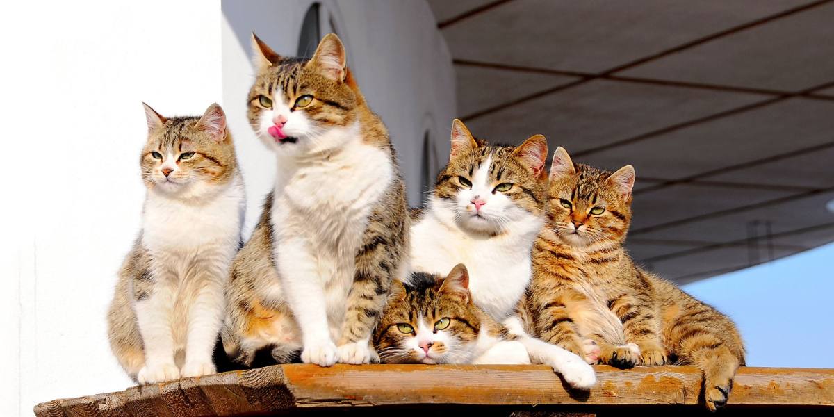 5 membros da família parecidos com gatos