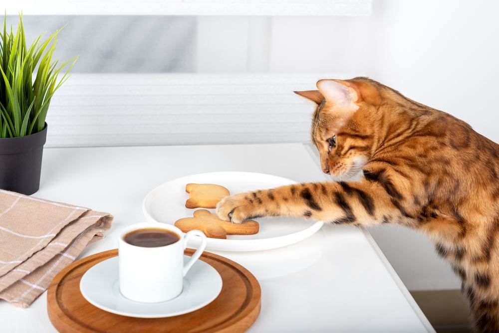 Um gato de Bengala pega um biscoito em um prato