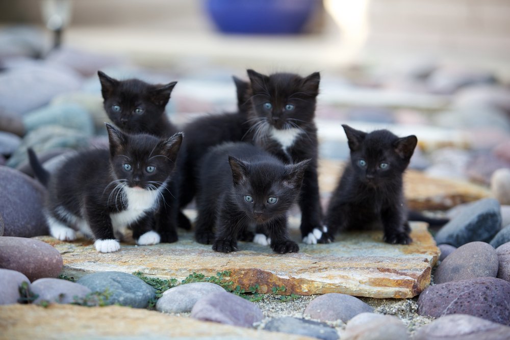 Uma ninhada de gatinhos pretos e brancos nas rochas.