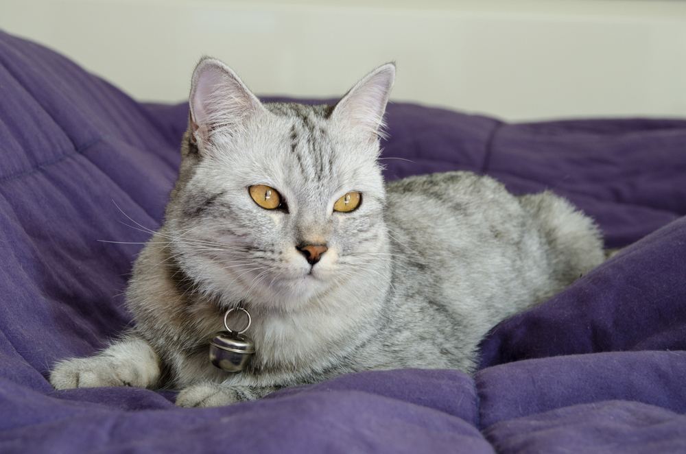 Lindo gato está deitado no cobertor violeta