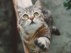 A captivating image of a beautiful short-haired striped cat sitting gracefully while raising its front paw, showcasing an elegant and poised posture that exudes charm and curiosity.