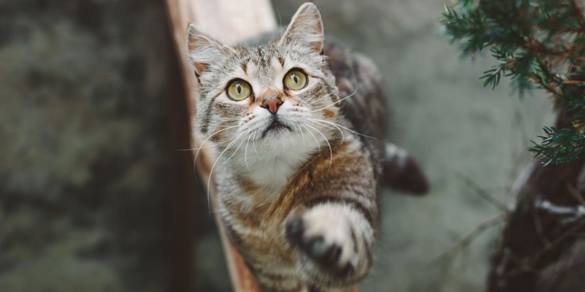 Uma imagem cativante de um lindo gato listrado de pêlo curto sentado graciosamente enquanto levanta a pata dianteira, exibindo uma postura elegante e equilibrada que exala charme e curiosidade.