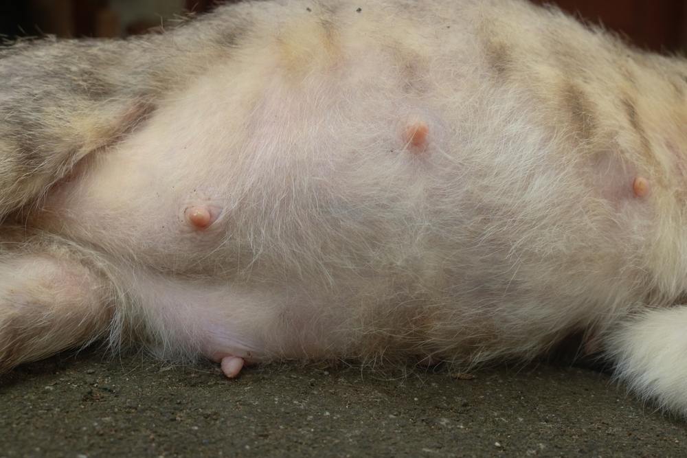 A barriga de uma gata grávida, mostrando as mudanças físicas que ocorrem durante a gravidez felina.