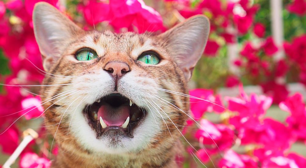 Gato de Bengala miando.