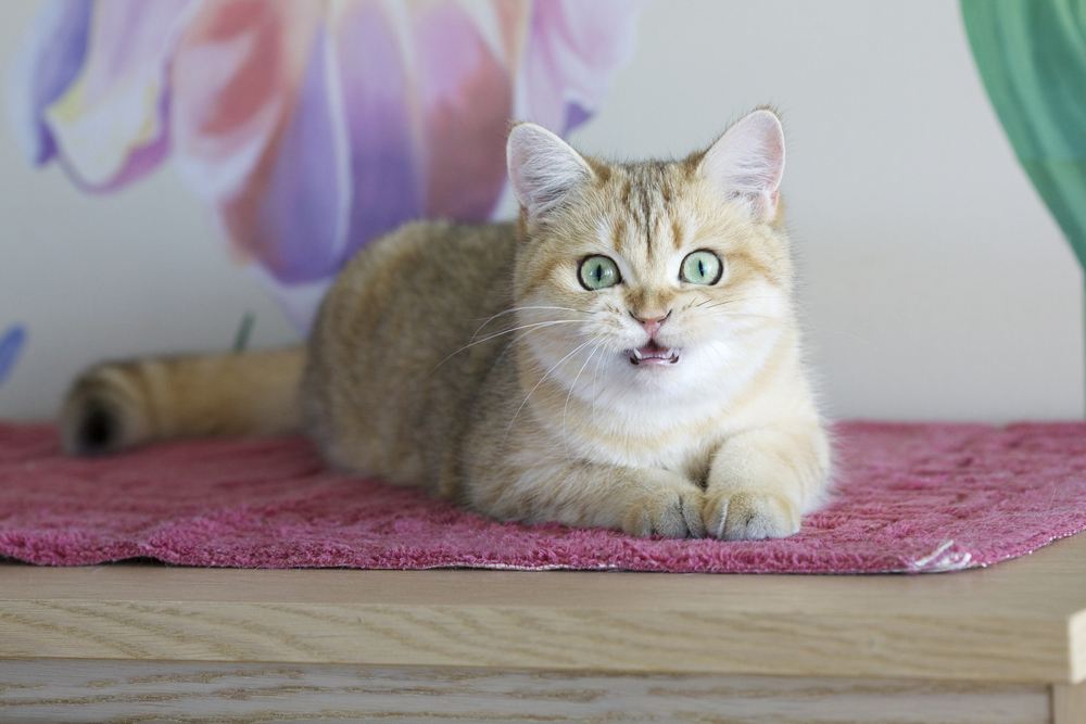 Gato britânico emitindo um guincho.