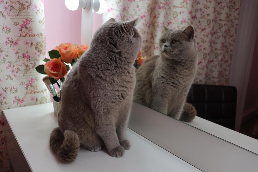 Gato cinza britânico se olhando no espelho