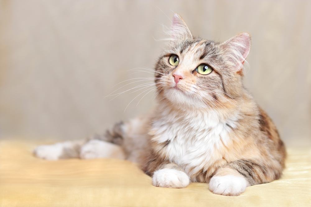 Gato descansa em um cobertor laranja