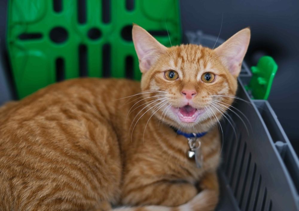 Retrato aproximado de um gato vermelho miando