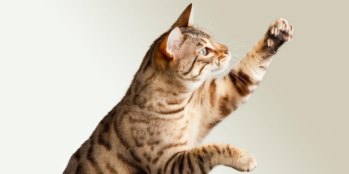 Adorável imagem de um gato de Bengala erguendo-se, mostrando seu comportamento curioso e ágil, capturando um momento encantador de curiosidade e envolvimento felino