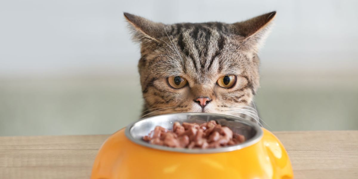 Gato fofo olhando para uma tigela com comida